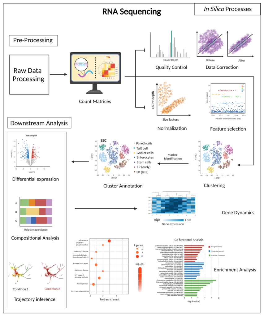 The RNA sequencing pipeline starts with the pre-processing step which is processing raw data to provide the resulting count matrices after removing any low-quality leads through the quality control, data correction, normalization, and feature selection steps. The next steps are clustering and cluster annotation. The resulting count matrices can then be used for downstream analyses like differential expression, compositional analysis, and trajectory inference. The results from downstream analysis can further be used to produce gene dynamics, fold enrichment, and enrichment analysis reports.