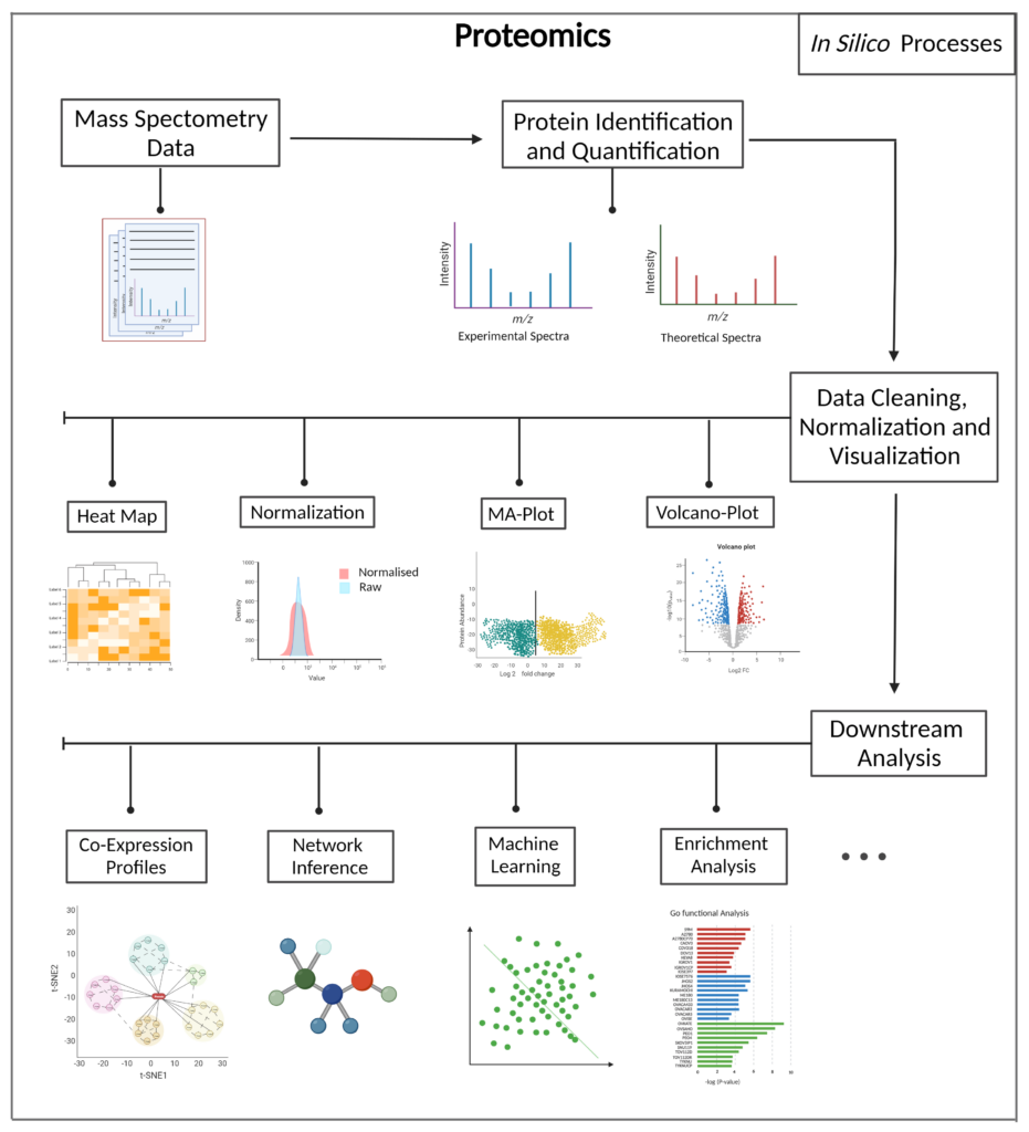 Given the data from the mass spectrometry process, the steps in the proteomics pipeline are protein identification and qualification; data cleaning, normalization and visualization; and downstream analysis. The data cleaning and visualization steps consist of generating heat maps, MA plots, and Volcano plots. Some of the reports generated in Downstream analysis include co-expression profiles, network inference, machine learning, and enrichment analysis among others.