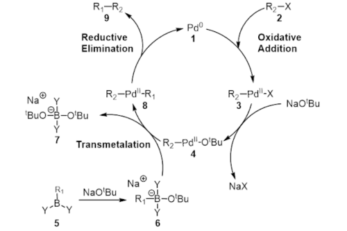 Suzuki Coupling Full Mechanism showing Reductive Elimination, Oxidative Addition, and Transmetalation