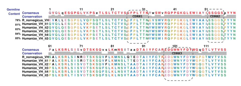 Humanized sequence of a Norvegicus rat. Multiple iterations were performed until the humanization reached 85%. Very few amino acid sequences were changed that increased the humanization score and the CDRs are kept intact.