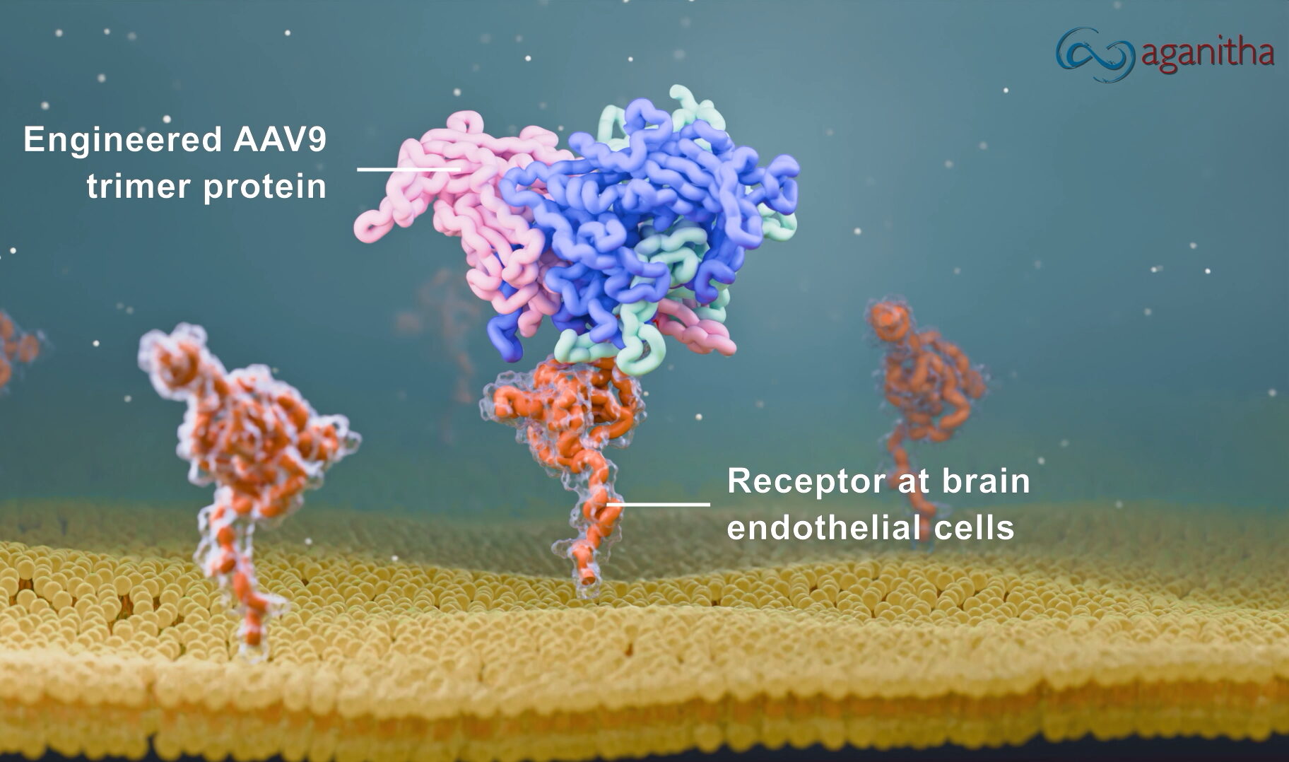 Engineered AAV9 trimer protein Receptors at brain endothelial cells Igniva™ optimized vector for CNS therapies